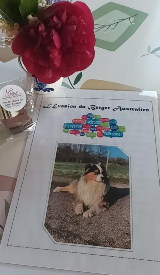 Appartamento L'évasion du berger australien Couvin Esterno foto
